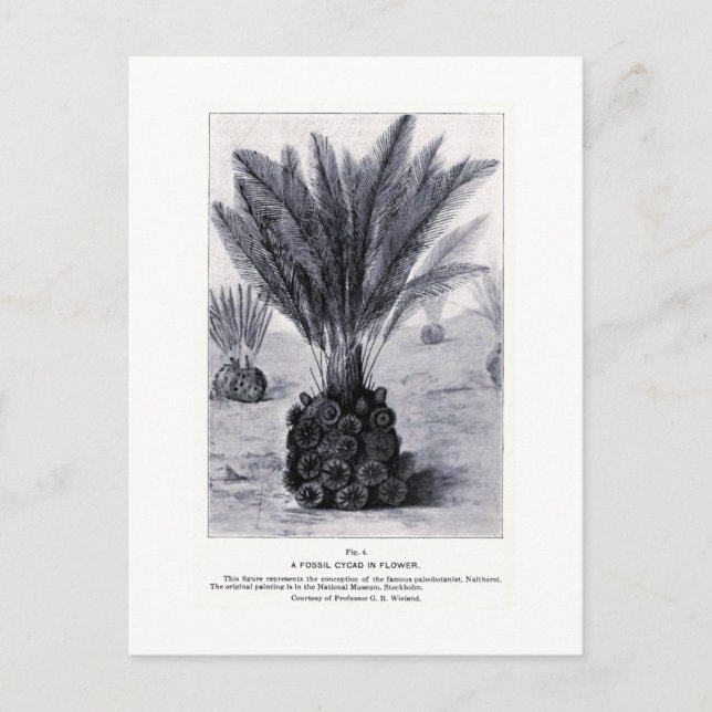Fossil cycad in flower art postcard (Front)