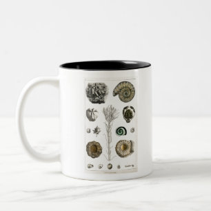 fossil, dinosaur, fossils, paleontology, geology, Two-Tone coffee mug