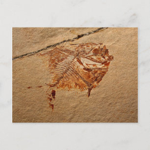 Fossil Fish from the Cretaceous of Lebanon Postcard