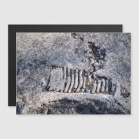 Fossil Nautiloid Cephalopod Ancient Sea Mollusc