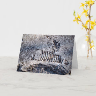 Fossil Nautiloid Cephalopod Ancient Sea Mollusc Card