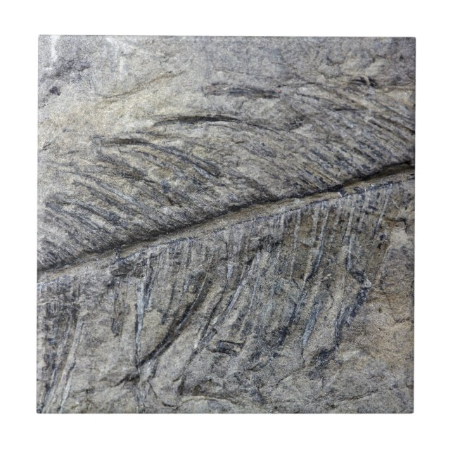 Fossil Plant Tile (Front)