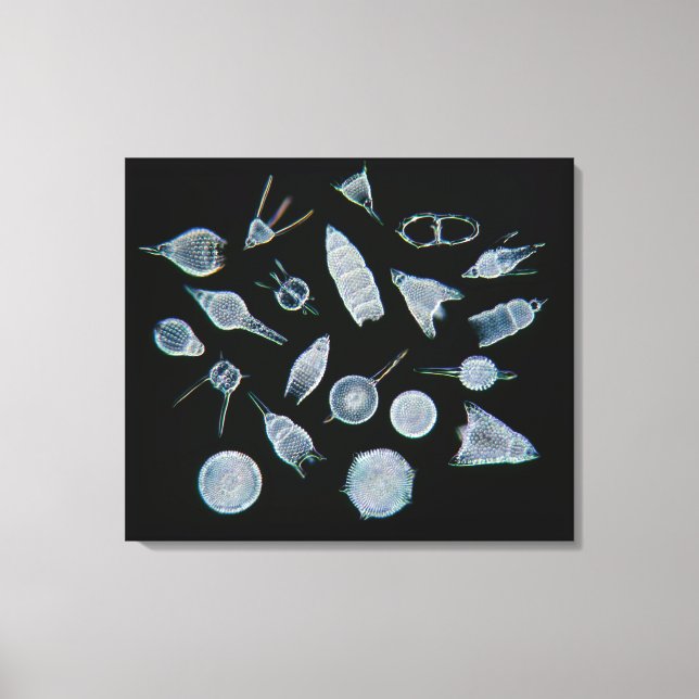 Fossil Radiolarian Skeletons Canvas Print (Front)