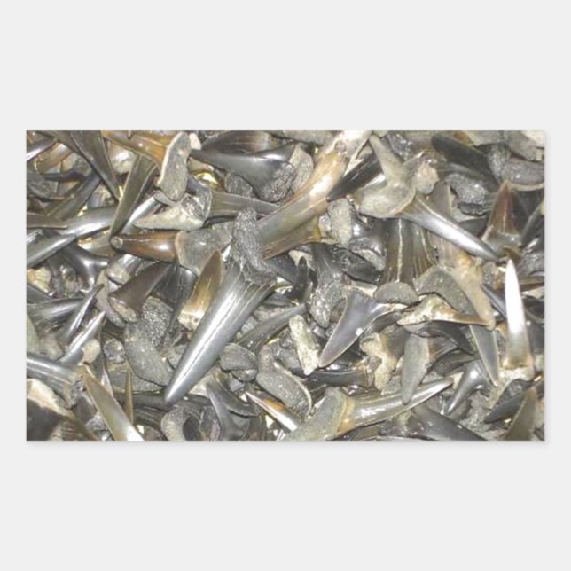 Fossil shark teeth pattern sticker (Front)