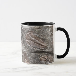 Fossil Trilobites: TRILOBITE FOSSILS Mug
