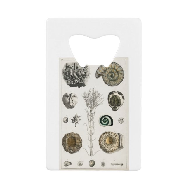 fossiles, dinosaures, fossiles, paléontologie, géo (Devant)