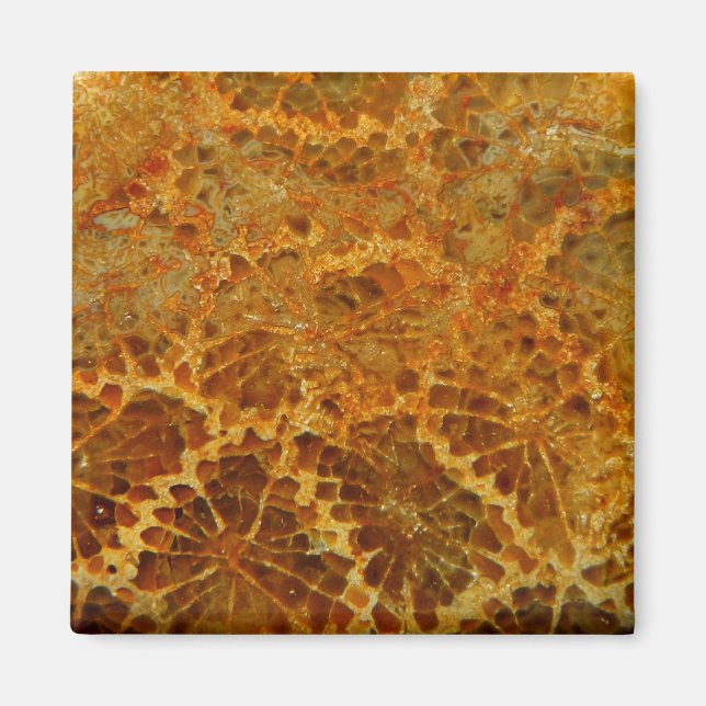 Fossilized coral natural jasper gemstone magnet (Front)