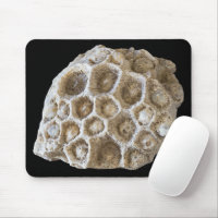 Fossilized Coral Rock Nature Photography