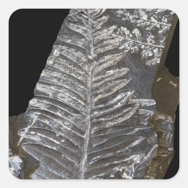 Fossilized Fern Leaves Photo on Black Square Sticker (Front)