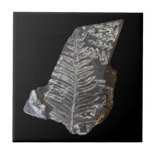 Fossilized Fern Leaves Rock Nature Photography Tile