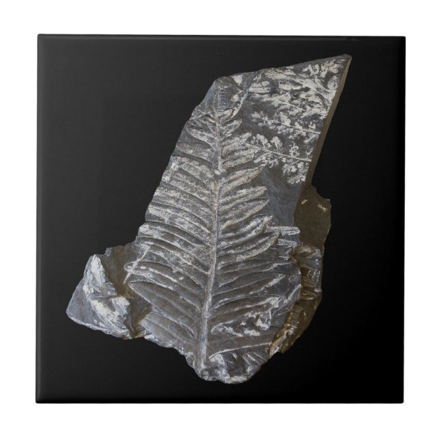 Fossilized Fern Leaves Rock Nature Photography Tile (Front)