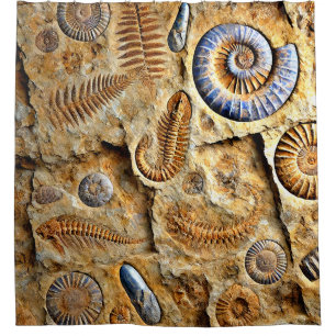 Fossils