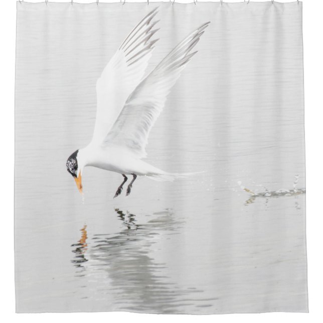 Foster's Tern in flight (Front)