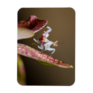 Foto einer jungen Orchideenmantis  Magnet