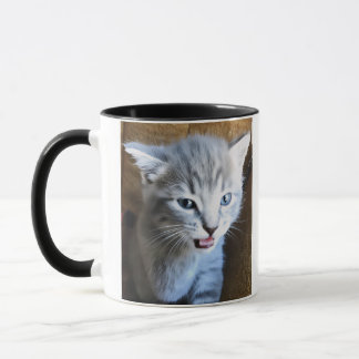 Fou de chat. Humour de chat. Mug de café sur les c