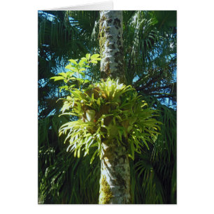 Fougère de Staghorn