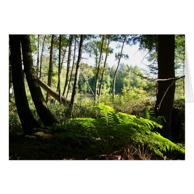 fougères au lac farr (Devant horizontal)