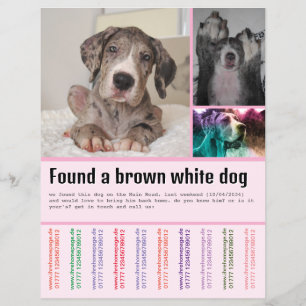 Found Dog Flyer