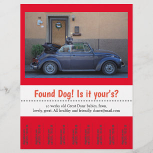 Found Dog Tear Off  Flyer