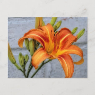 Foundation Lily - Daylily Postcard
