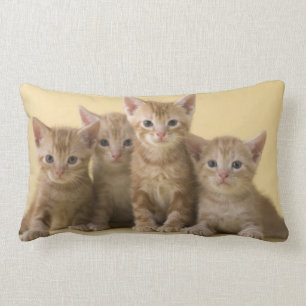 Four American Shorthair Kittens Lumbar Pillow