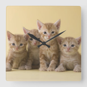 Four American Shorthair Kittens Square Wall Clock