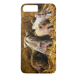 Four Baby Piglet Mangalitsa Hogs Showing Butts Case-Mate iPhone Case
