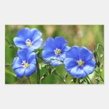 Four Beautiful Blue Wildflowers Bloom Kananaskis