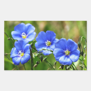 Four Beautiful Blue Wildflowers Bloom Kananaskis Sticker