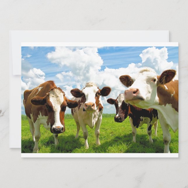 Four chatting cows (Front)