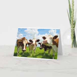 Four chatting cows card