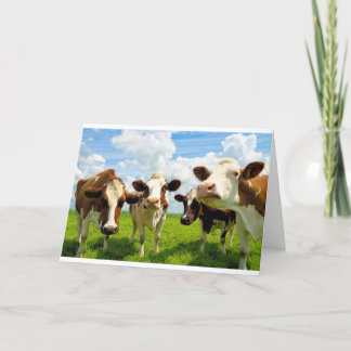 Four chatting cows card