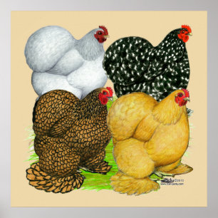 Four Cochin Hens Poster
