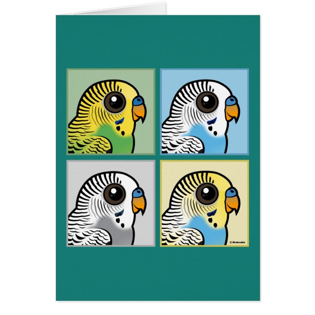 Four Colour Budgies (Front)