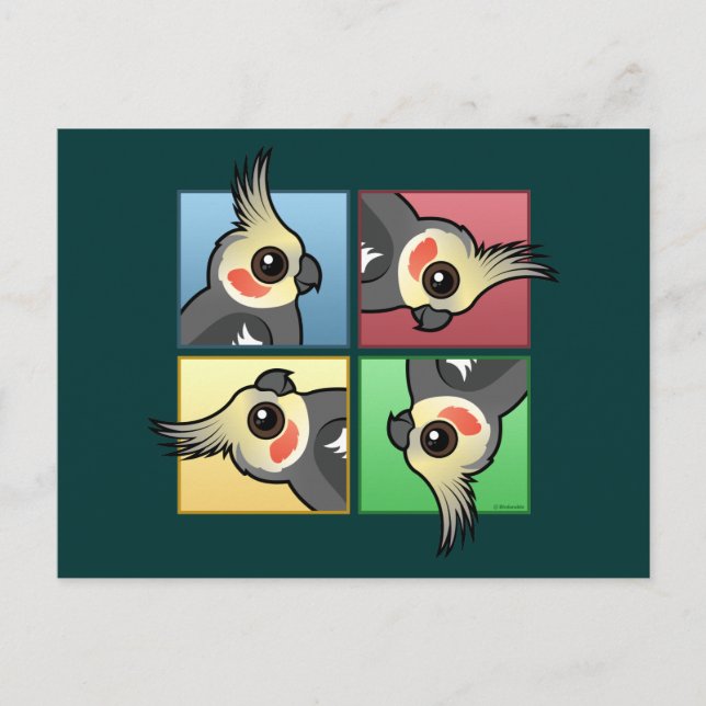 Four Colour Cockatiel Postcard (Front)