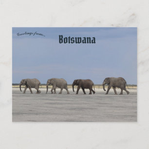 Four Elephants in Botswana Postcard