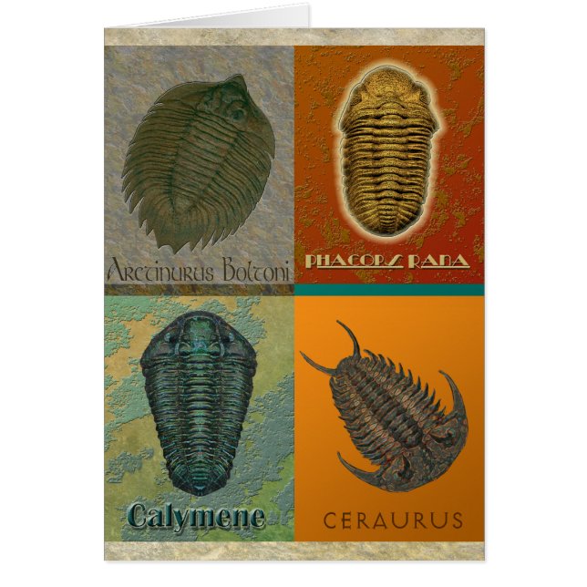 Four Fossil Trilobites (Front)