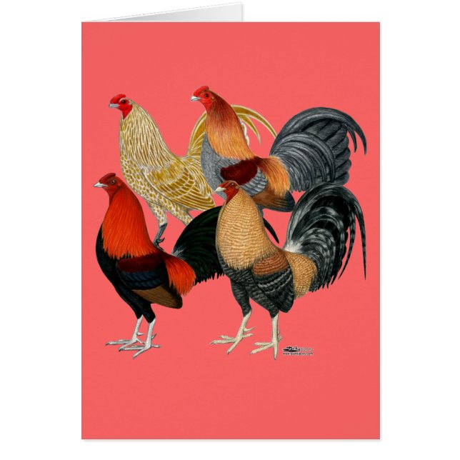 Four Gamecocks (Front)