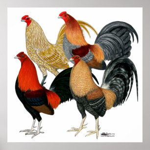 Four Gamecocks Poster