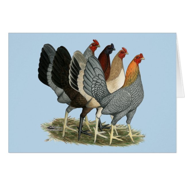Four Gamefowl Hens (Front Horizontal)
