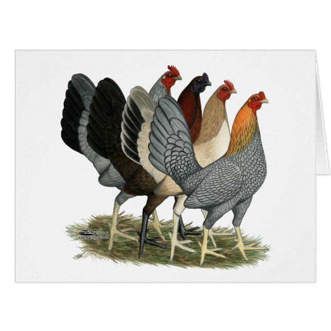 Four Gamefowl Hens (Front Horizontal)
