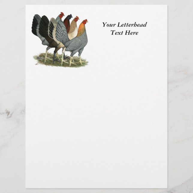 Four Gamefowl Hens (Front)