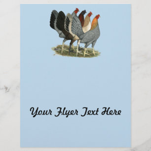 Four Gamefowl Hens Flyer