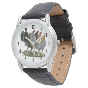 Four Gamefowl Hens Watch