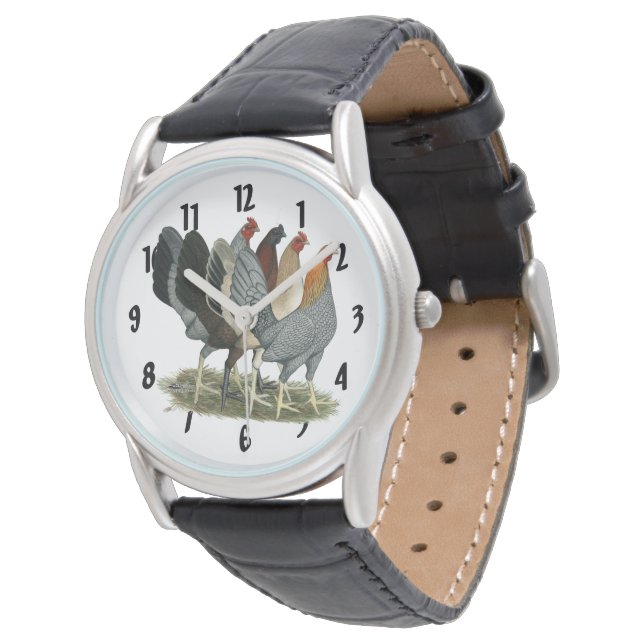 Four Gamefowl Hens Watch (Angled)