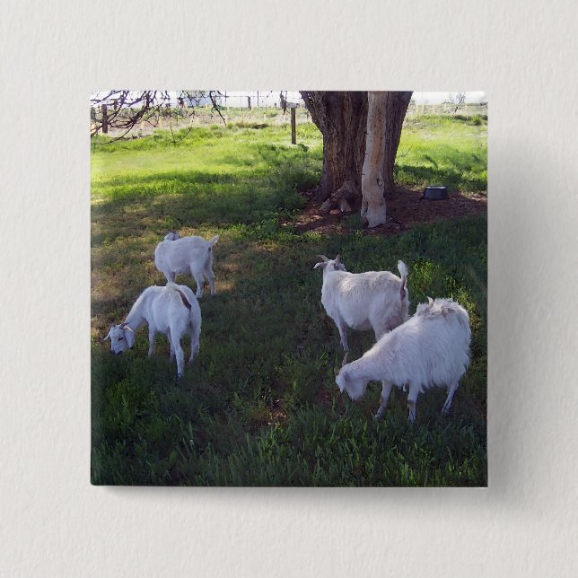 Four Goats 2 Inch Square Button (Front)