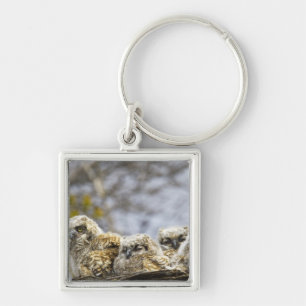 Four Great Horned Owl (Bubo Virginianus) Chicks Keychain