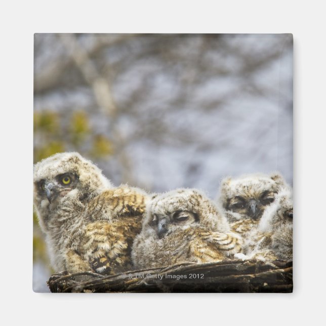 Four Great Horned Owl (Bubo Virginianus) Chicks Magnet (Front)