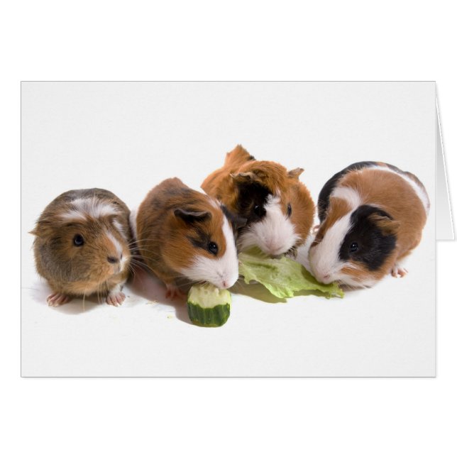 four guinea pigs who eat, (Front Horizontal)