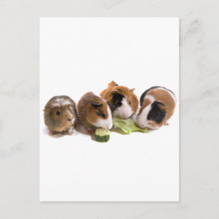 four guinea pigs who eat, postcard